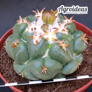 Coryphantha elephantidens "Tanshi" Ejemplar MØ-11cm