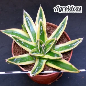 Agave Victoriae-Reginae «Kizan» Variegata MØ- 8,5cm