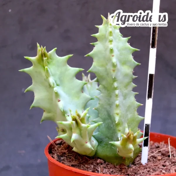 Huernia blyderiverensis - Imagen 2