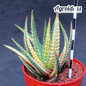 Haworthia fassciata "variegata"
