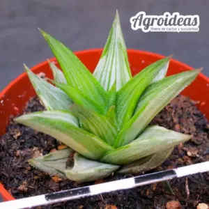 Haworthia viscosa griseo «Variegata»