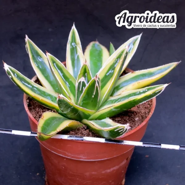 Agave Victoriae-Reginae «Kizan» Variegata MØ- 8,5cm - Imagen 2