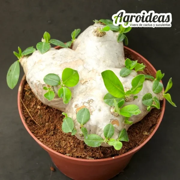 Pachypodium brevicaule "Gran ejemplar" - Imagen 2