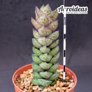 Astroloba bullulata "Ejemplar"