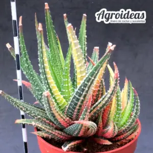 Haworthia attenuata v. radula variegata