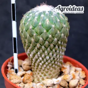 Pelecyphora strobiliformis