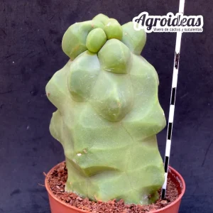 Lophocereus schottii «monstruosus» var. major