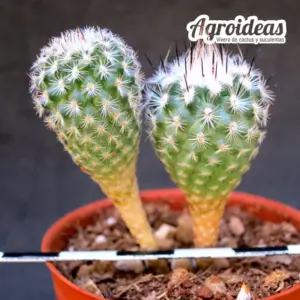 Gymnocactus boleanus