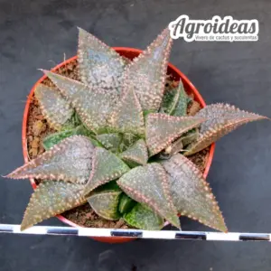 Haworthia koelmaniorum X bayeri (Ex. Robin fuller)