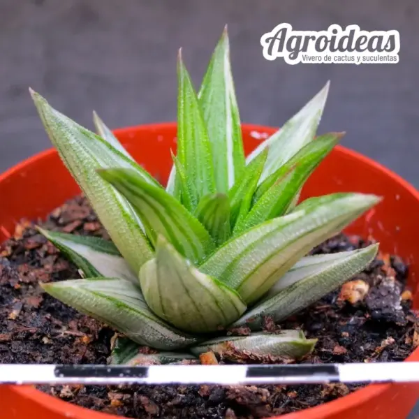 Haworthia viscosa griseo «Variegata» - Imagen 2