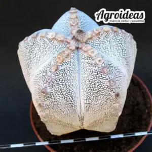 Astrophytum V-zuka "Ejemplar"