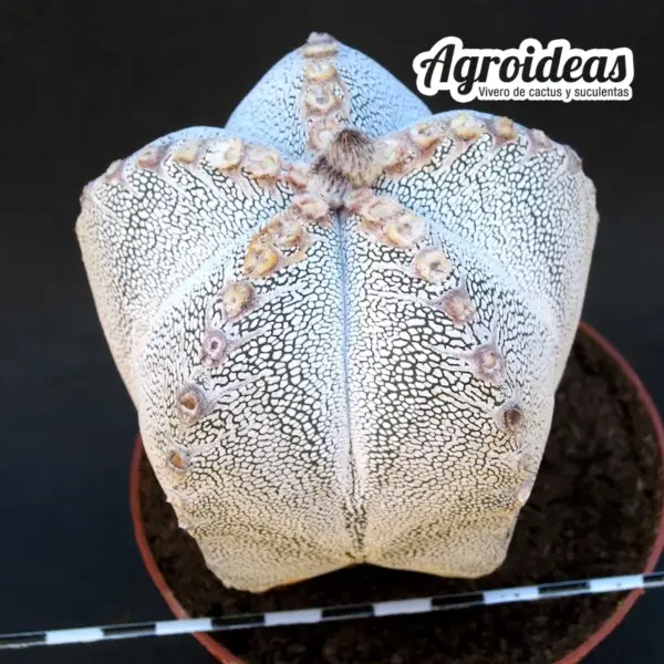 Astrophytum V-zuka "Ejemplar"