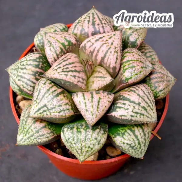 Haworthia X Picta "tricolor"