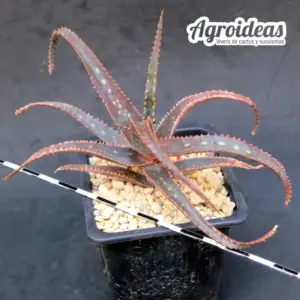 Aloe rebmanni, of Fort Dauphin, Madagascar