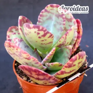 Kalanchoe humilis
