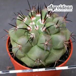 Copiapoa cinerea ssp. cinerea X haseltoniana