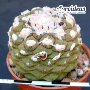 Copiapoa hypogaea "5 km N Chañaral"