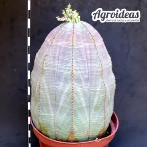 Euphorbia obesa "Hembra" Gran Ejemplar 10 años