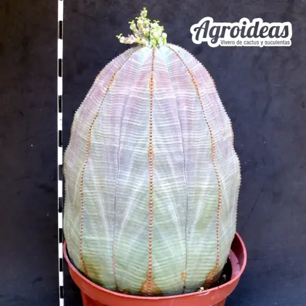 Euphorbia obesa "Hembra" Gran Ejemplar 10 años