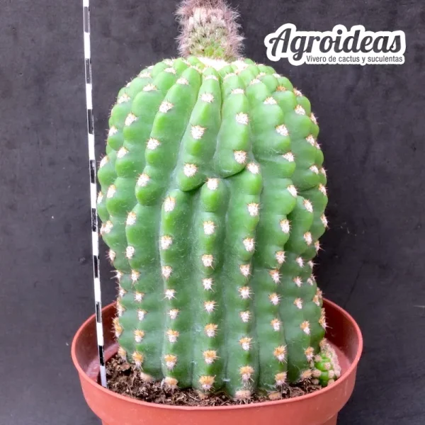 Trichocereus cv. Ingrid «Ex. Agroideas» Gran ejemplar - Imagen 2