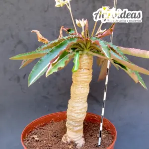 Euphorbia labatii "Ejemplar 12 años"