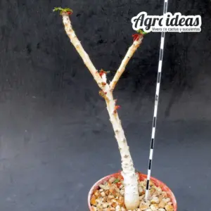 Boswellia nana "Ejemplar"