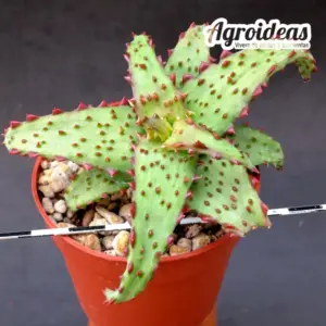 Aloe castilloniae "Red Selection"