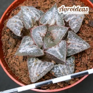 Haworthia "Yuki keshiki"