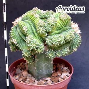 Aztekium ritteri “Gran ejemplar injertado”