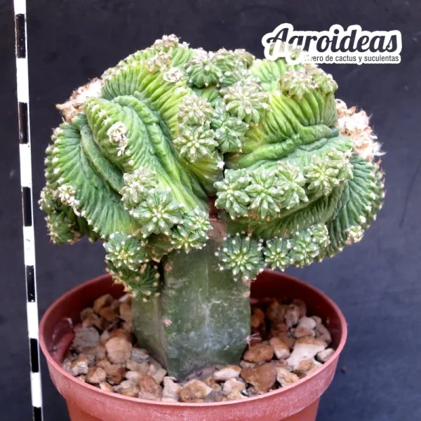 Aztekium ritteri “Gran ejemplar injertado”