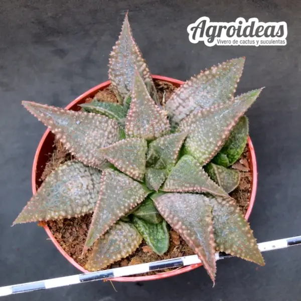 Haworthia koelmaniorum X bayeri (Ex. Robin fuller) - Imagen 2