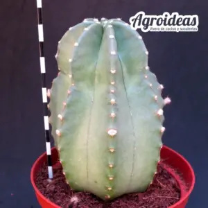 Echinocereus subinermis "Ejemplar" MØ-11cm