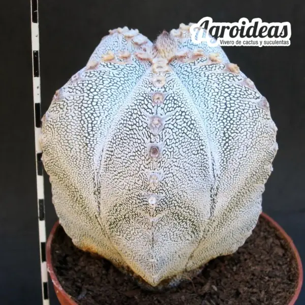 Astrophytum V-zuka "Ejemplar" - Imagen 2