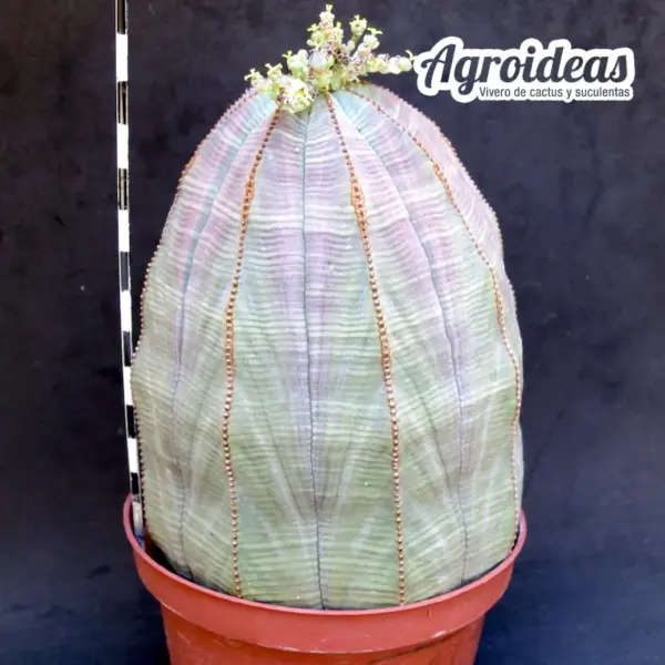 Euphorbia obesa "Hembra" Gran Ejemplar 10 años - Imagen 2