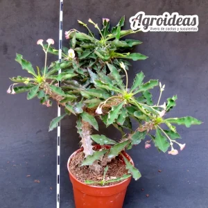 Euphorbia nat-wong