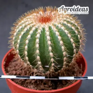 Uebelmannia pectinifera var. flavispina