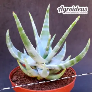 Aloe krapohliana