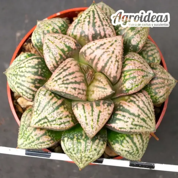 Haworthia X Picta "tricolor" - Imagen 2