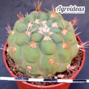 Weingartia kargliana