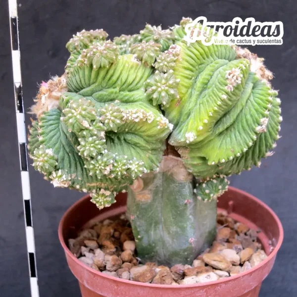 Aztekium ritteri “Gran ejemplar injertado” - Imagen 2