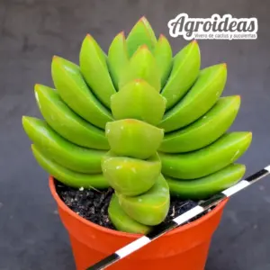 Crassula "Benjamin"