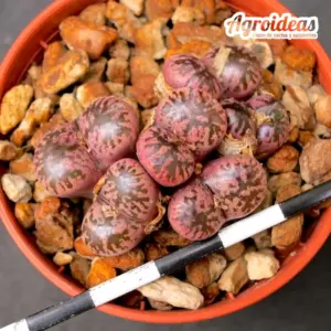 Conophytum pellucidum neohallii Mesklip "makin's plum"