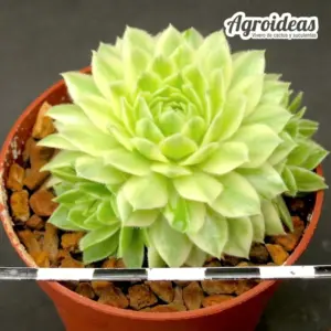 Sempervivum "Roswitha"