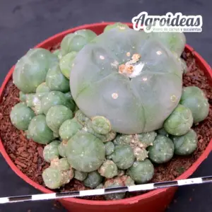 Lophophora williamsii fr. caespitosa "Ejemplar M-11 cm"