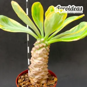 Euphorbia poissonii "variegata"