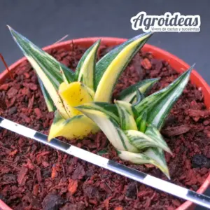 Haworthia viscosa "variegata"