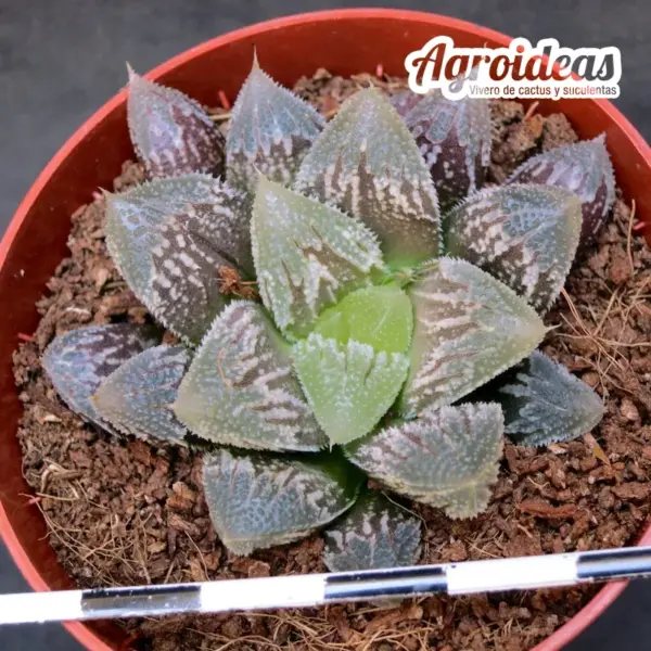 Haworthia "Hakuteijoh" - Imagen 2
