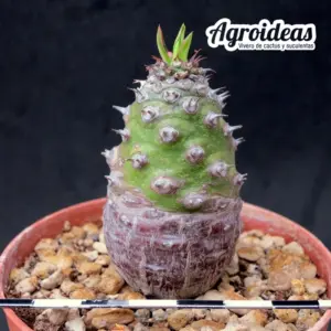 Euphorbia pachypodioides