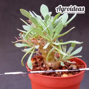 Othonna euphorbioides