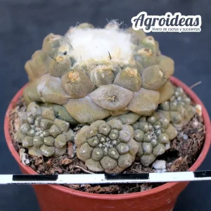 Copiapoa hypogaea "5 km N Chañaral"